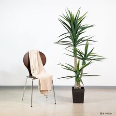 ⑨【処分価格】新品　サイザルアサ 160cm 人工観葉植物 イン...