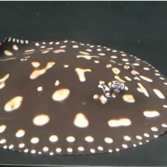 ダイヤモンドポルカ 最終値下げ。