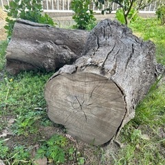 伐採した椋の木の木材を差し上げます。