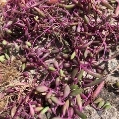 ルビーネックレス　ガーデニング　多肉植物