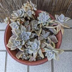 決まりました　多肉植物　朧月丼