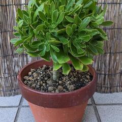 決まりました☆多肉植物　サン・シモン