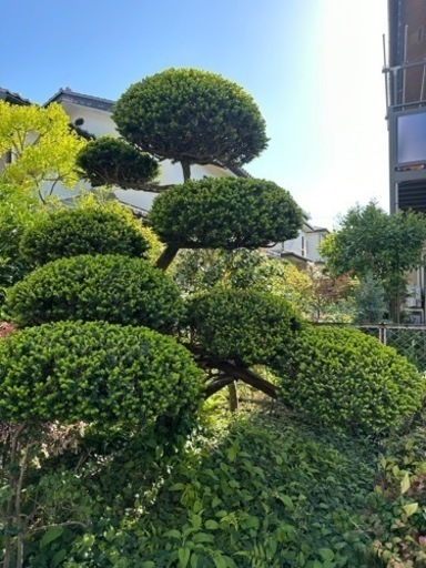 お庭のかっこいい松