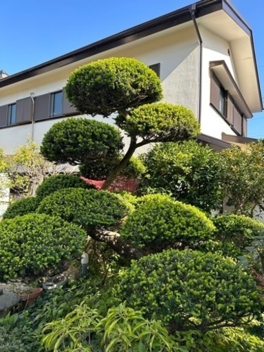 お庭のかっこいい松
