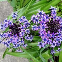 シラー・ペルビアナ　青紫の花色　 15球　杉並区