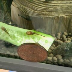 【熱帯魚】ミニブッシープレコ稚魚(幼魚) 5匹1000円