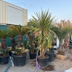 ドラセナ　分頭👏　希少　カッコいい✨