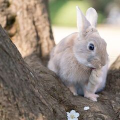 フォーンカラーのイケメンうさぎ君 - その他