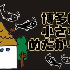 激安販売！博多の小さなめだか小屋　最新品種あります！