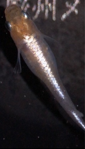 ヴィクトリア(道三めだか様直個体)稚魚10匹 4