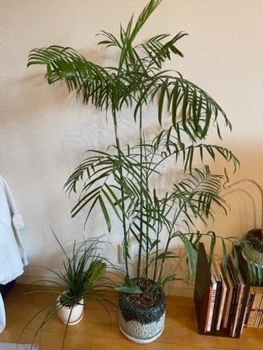 観葉植物　いろいろ　バラ売りも可
