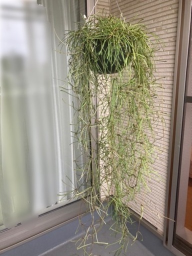 【観葉植物】ホヤレツーサ　KINTO鉢付き