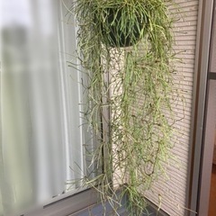 【観葉植物】ホヤレツーサ　KINTO鉢付き