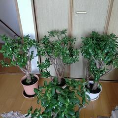  釧路　ホウジュの木　4鉢