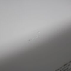 487)日立 スチームオーブンレンジ 31L ヘルシーシェフ MRO-TS8 ホワイト 2018年製 HITACHI