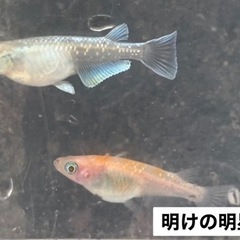 明けの明星めだか　卵20個＋α