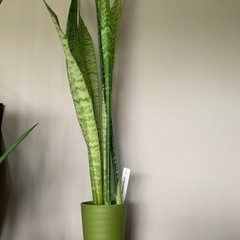 観葉植物　サンセベリア③　Sansevieria    Drac...