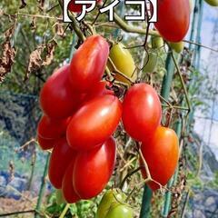 売り切れ❌まさむねくん様　①プラム形ミニトマトの苗【アイコ】10...