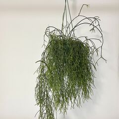 観葉植物　リプサリス