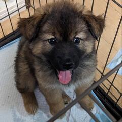 【里親様見つかりました💖】レオンベルガー風子犬の里親募集中