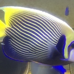 タテジマキンチャクダイ　太平洋型　体長20cm前後