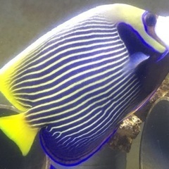 タテジマキンチャクダイ　太平洋型　体長20cm前後