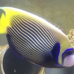 タテジマキンチャクダイ　太平洋型　体長20cm前後