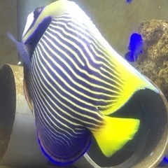 タテジマキンチャクダイ　太平洋型　体長20cm前後