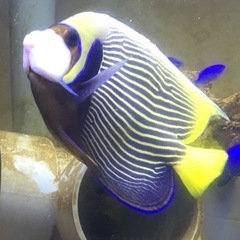 タテジマキンチャクダイ　太平洋型　体長20cm前後