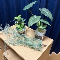 オブジェ　観葉植物　ニトリ