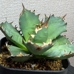 台湾産 アガベ 姫厳龍 胴切り天