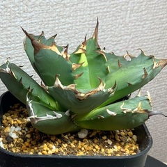 台湾産 アガベ 姫厳龍 胴切り天
