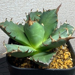 台湾産 アガベ 姫厳龍 胴切り天