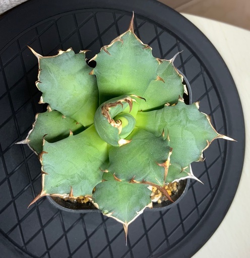 台湾産 アガベ 姫厳龍 胴切り天 | tarabyavetlife.com