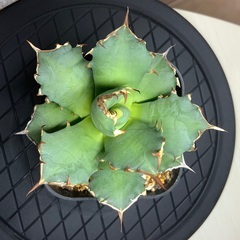 台湾産 アガベ 姫厳龍 胴切り天