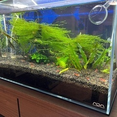 【大特価】憧れのブランドADAの水槽フルセット　初心者でも安心全て揃ってます　レッドビーシュリンプ５０匹以上込み