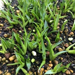 アガベ モンタナ 実生 80株