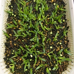 アガベ モンタナ 実生 80株