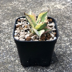 台湾産 スナグルトゥース アガベ Agave