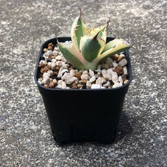 台湾産 スナグルトゥース アガベ Agave