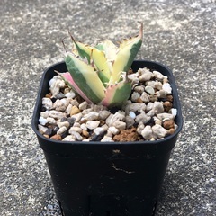 台湾産 スナグルトゥース アガベ Agave