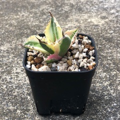 台湾産 スナグルトゥース アガベ Agave