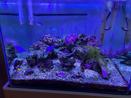 海水魚、エビ、貝、サンゴ、ライブロック