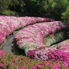 4月29日に生駒山のツツジロールを見に行きませんか