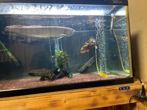 ブラックアロワナとエンドリケリー