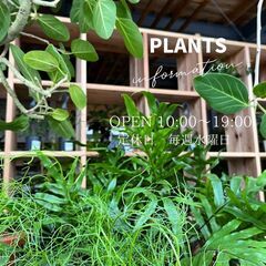 観葉草木店PLANTS2306です(^^)/