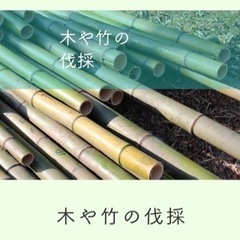 竹チップ　竹伐採