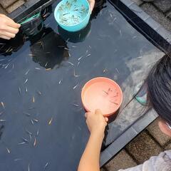 ５月５日、子供の日👦👧　めだかすくい　無制限❇️　メダカ