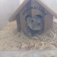 🐹生後1ヶ月のハムスター(４匹譲渡済ありがとうございました)