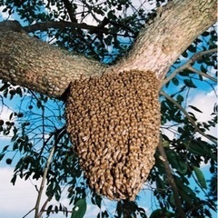 🐝ミツバチ（蜜蜂）を無料で保護🐝